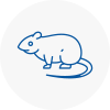 Rat Control Calne