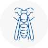 Calne Wasp Nest Removal